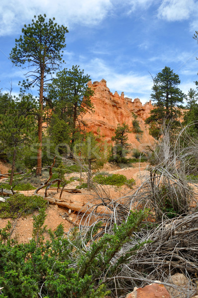 каньон деревья лет синий путешествия рок Сток-фото © gwhitton