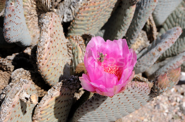 Pera cactus miel de abeja rosa miel etiqueta Foto stock © gwhitton