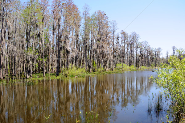 Cypress and Tupelo Standing in Water in Florida Marsh Land Stock photo © gwhitton