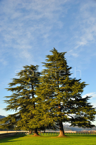 Pine Trees Above Lake Shasta Dam Stock photo © gwhitton