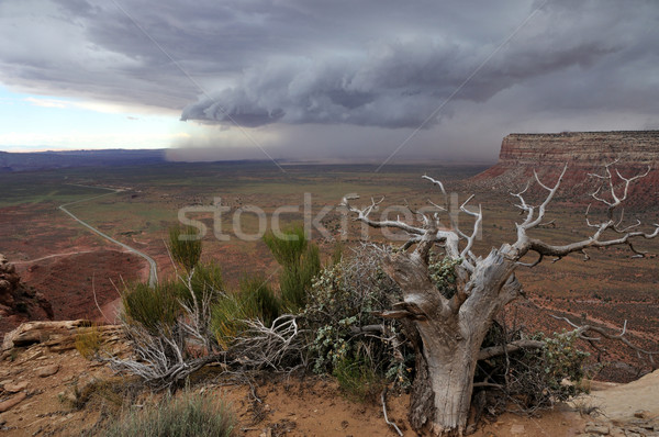 Stok fotoğraf: Utah · sağanak · ahşap · çöl · yağmur · kırmızı