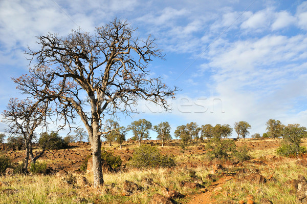 Egyedüli tölgyfa Kalifornia út tájkép mező Stock fotó © gwhitton