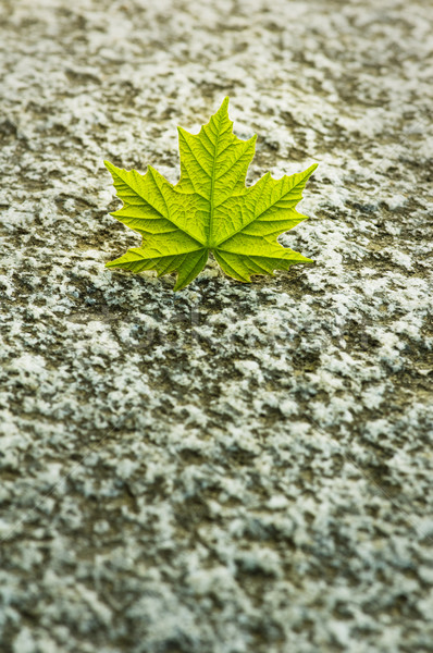 Vert feuille d'érable granit Rock jeunes attention [[stock_photo]] © Habman_18