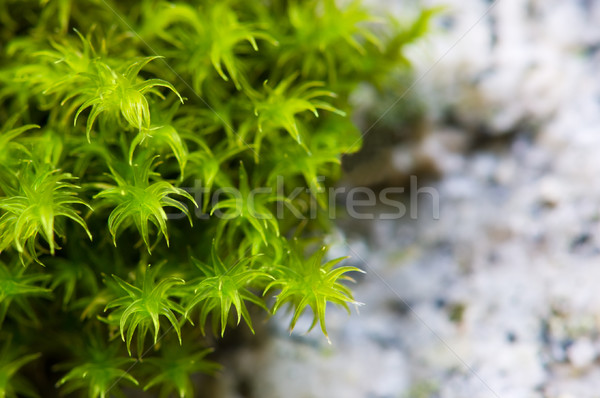 Vert mousse granit Rock croissant [[stock_photo]] © Habman_18