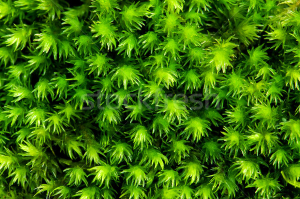 Vert mousse full frame lit texture Photo stock © Habman_18