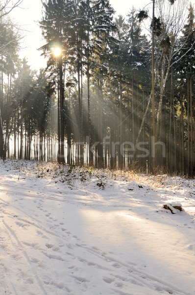 Foresta inverno scenario raggi luce albero Foto d'archivio © hamik