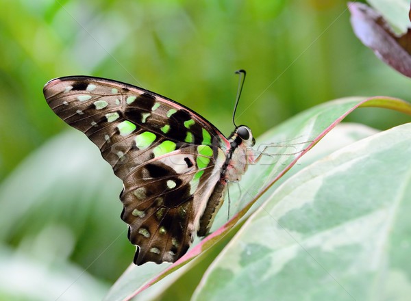 Tailed jay butterfly Stock photo © hamik