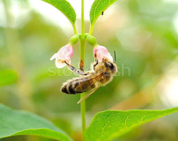 Honeybee Stock photo © hamik