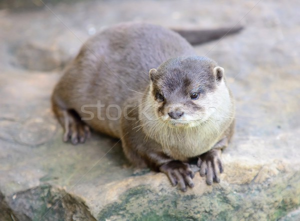 Small-clawed otter Stock photo © hamik