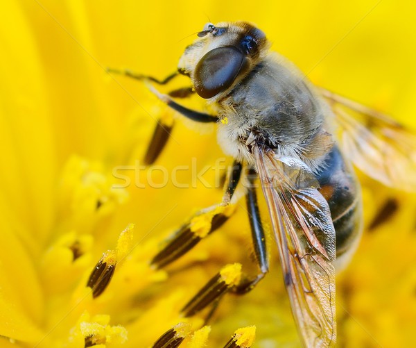 Bee on the sunflower Stock photo © hamik