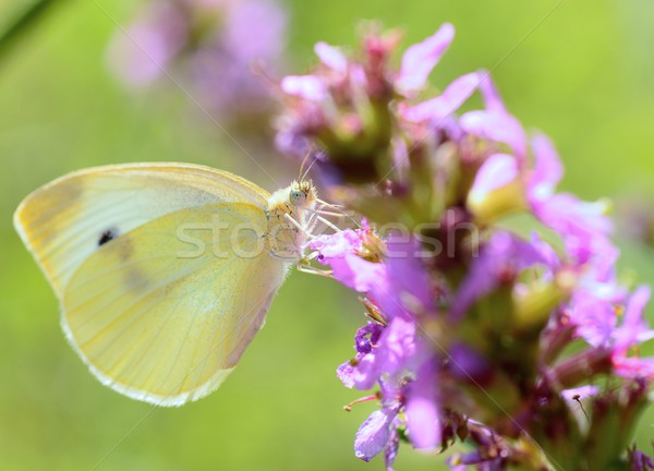 Cabbage white butterfly Stock photo © hamik