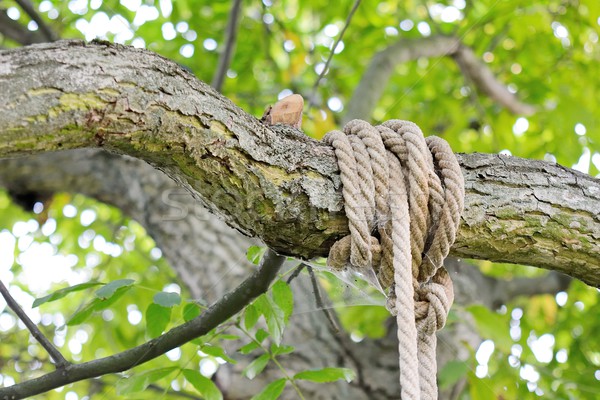 Stock photo: Knot on branch