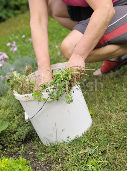 Gartenarbeit Garten Arbeit Blume Unkraut Hand Stock foto © hamik