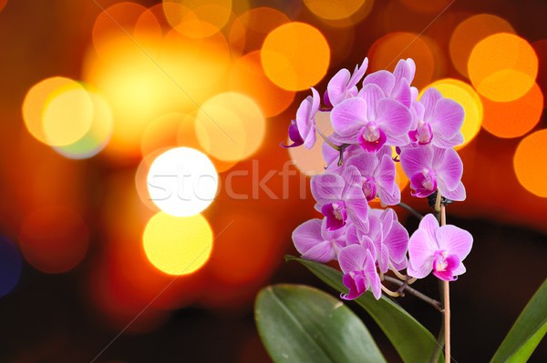 Orchidea luci primo piano rosa offuscata arancione Foto d'archivio © hamik