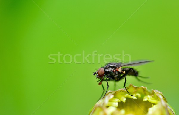 Fly on plant Stock photo © hamik