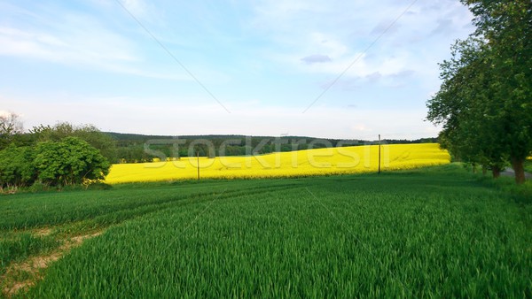 Rapeseed field Stock photo © hamik