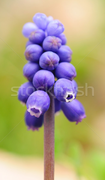 Grape hyacinth Stock photo © hamik