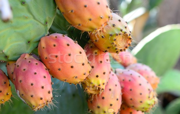Birne erschossen Obst Kaktus Essen Stock foto © hamik