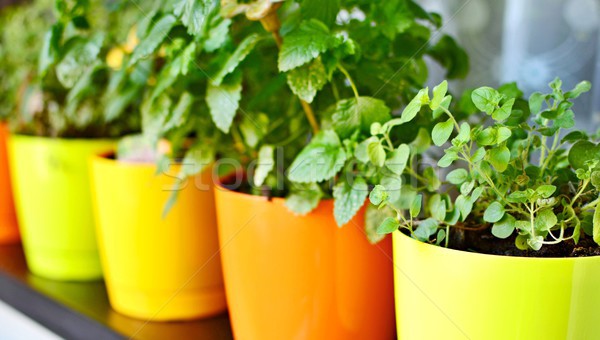 Stock photo: Pots with herbs