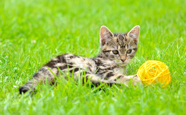 Playing cat Stock photo © hamik