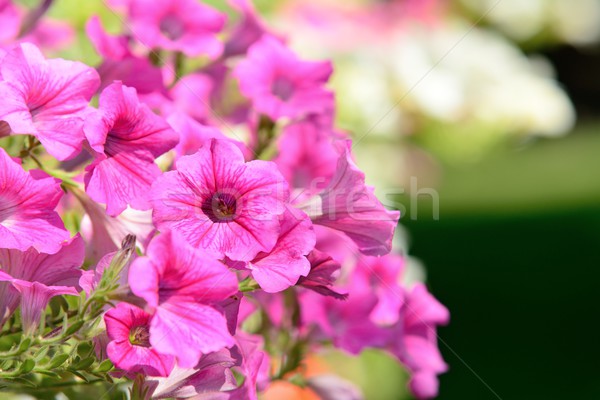 Petunia Stock photo © hamik