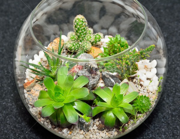 Table top plant decorative garden Stock photo © hamik