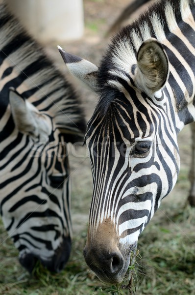 Foto d'archivio: Zebra · ritratto · testa · due · zebre · animali