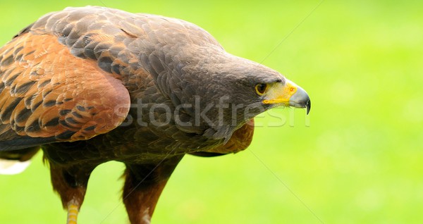 Brown Eagle Close Up Stock photo © hamik