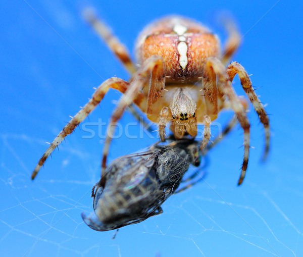 Păianjen zbura macro shot mic mananca Imagine de stoc © hamik
