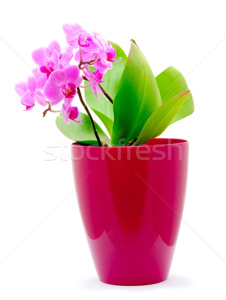 Pink Orchid Stock photo © hamik