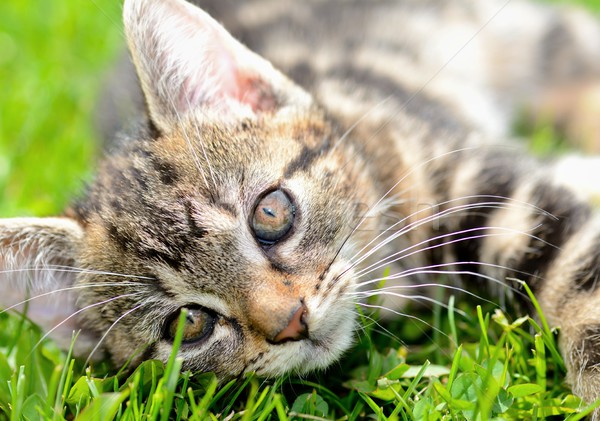 Pisici cap shot concentrat frumos Imagine de stoc © hamik