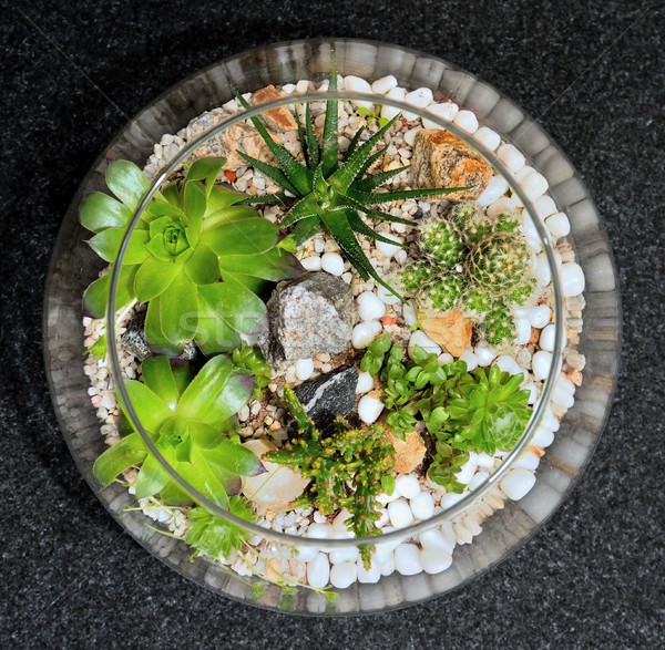 Table top plant decorative garden Stock photo © hamik