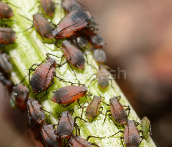 Aphids Stock photo © hamik