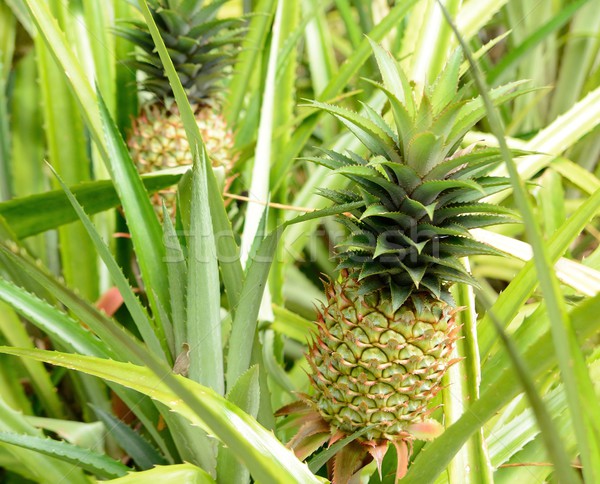 Ananás planta grande maduro fruto verão Foto stock © hamik