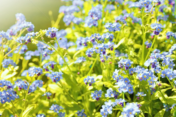 Forget me not plant Stock photo © hamik