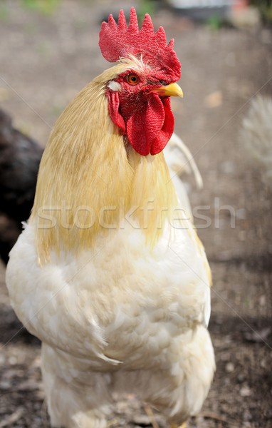 Witte haan portret huiselijk Rood chick Stockfoto © hamik