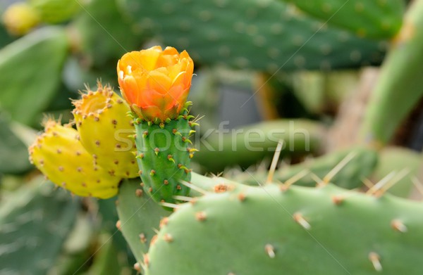 Prickly pear Stock photo © hamik