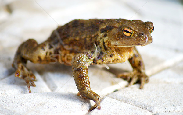 çirkin kurbağa kahverengi Stok fotoğraf © hamik