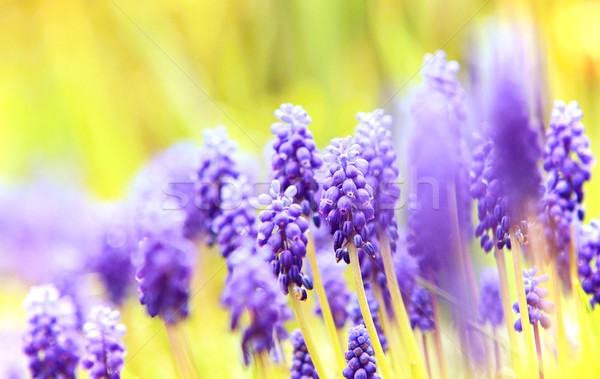 Muscari close-up Stock photo © hamik