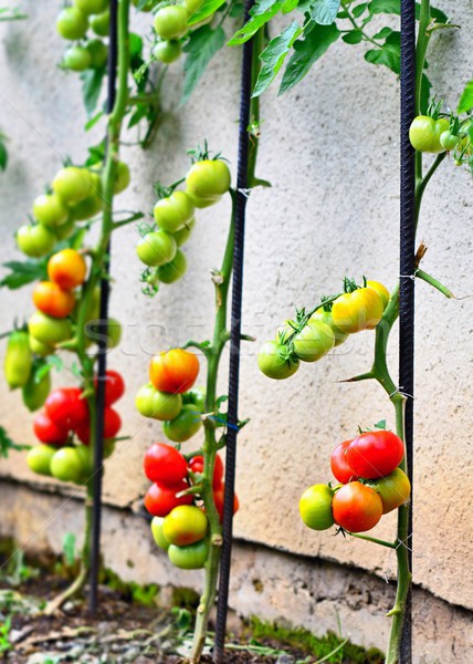 Growing Tomatoes Stock photo © hamik