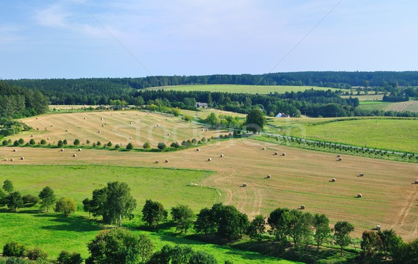 Summer landscape Stock photo © hamik