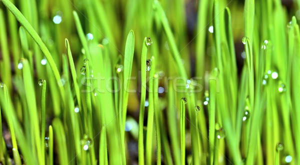 Foto d'archivio: Umido · erba · gocce · di · pioggia · estrema · macro · crescita