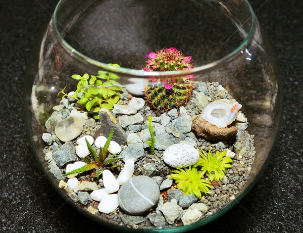 Table top plant decorative garden Stock photo © hamik
