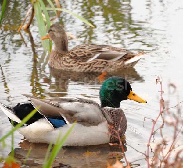 Ansicht Vogel Fluss Ente Stock foto © hamik
