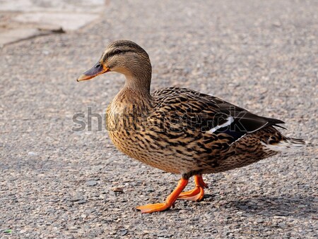 Wild duck Stock photo © hamik