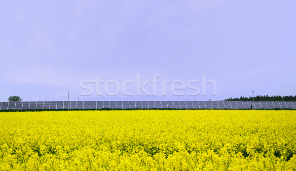 Stock photo: Yellow field