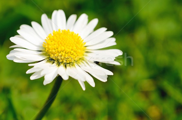 Bianco Daisy macro shot bella erba Foto d'archivio © hamik