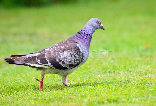 [[stock_photo]]: Pigeon · coup · gris · jardin · oeil