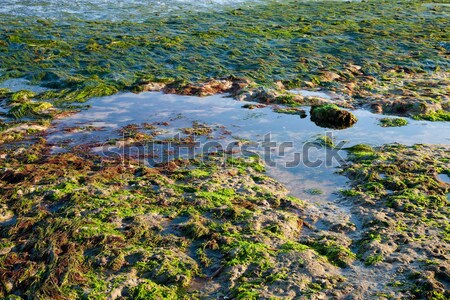 海 海岸 低い 潮 水 草 ストックフォト © hanusst