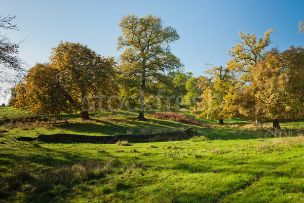 Large pastureland in Wales Stock photo © hanusst